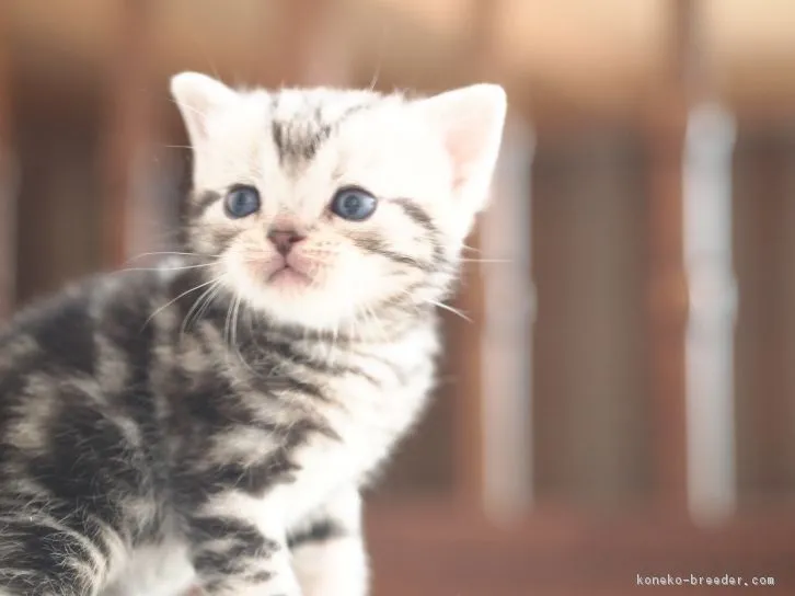 とま 様のお迎えした子猫