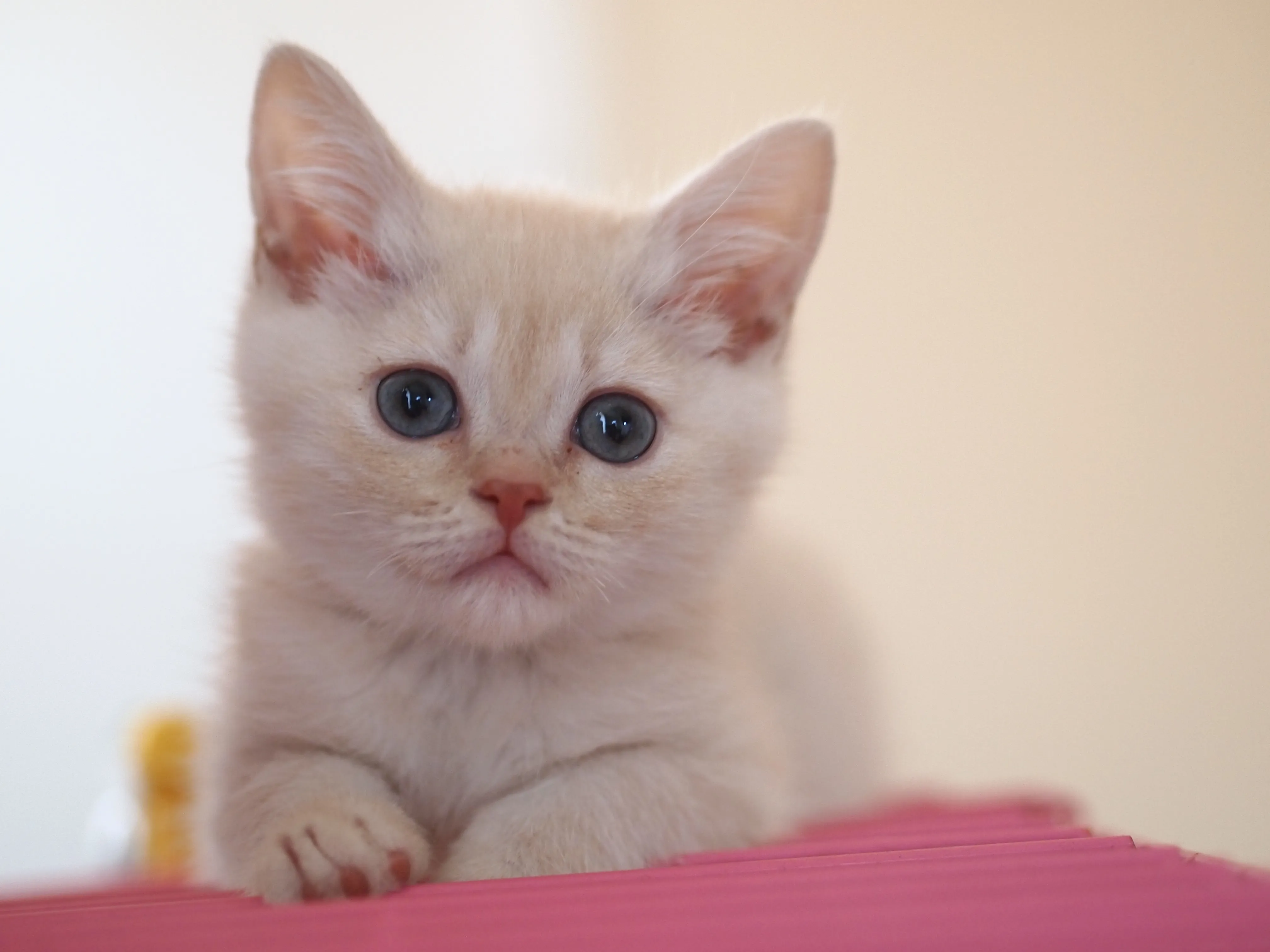 ID：1604-00346の子猫