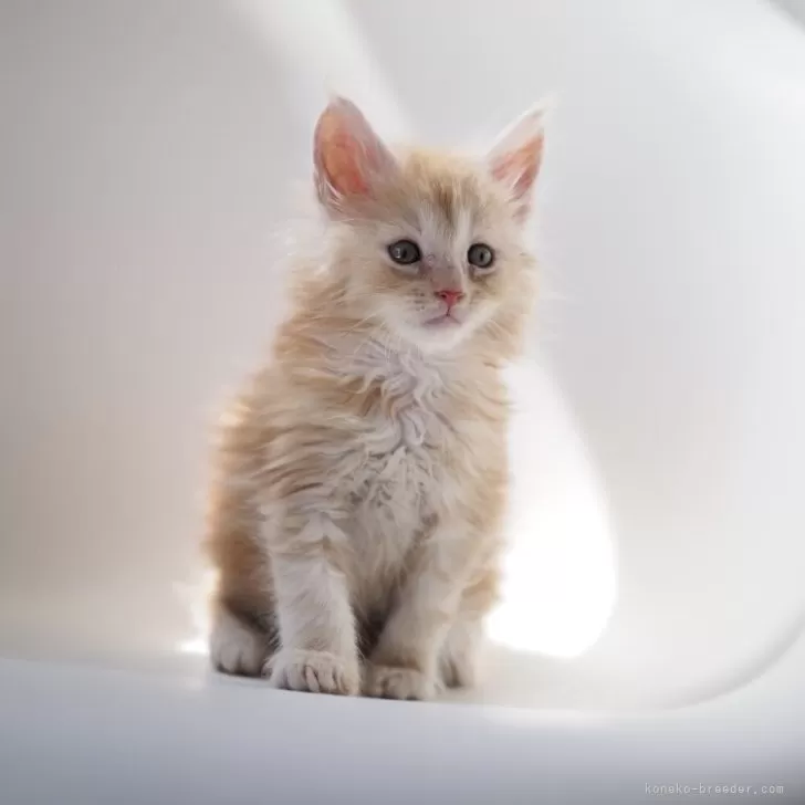 ID:2406-00564の子猫