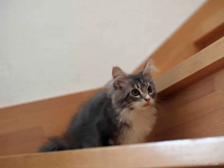 ID：1512-00063の子猫