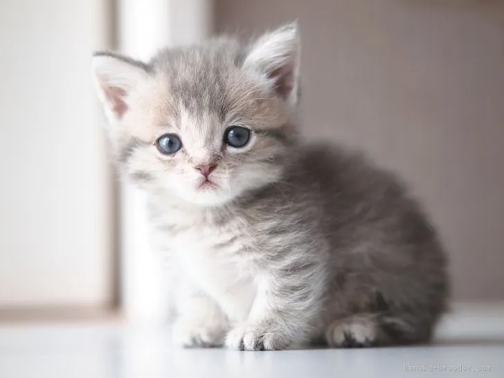 ID:1805-00258の子猫