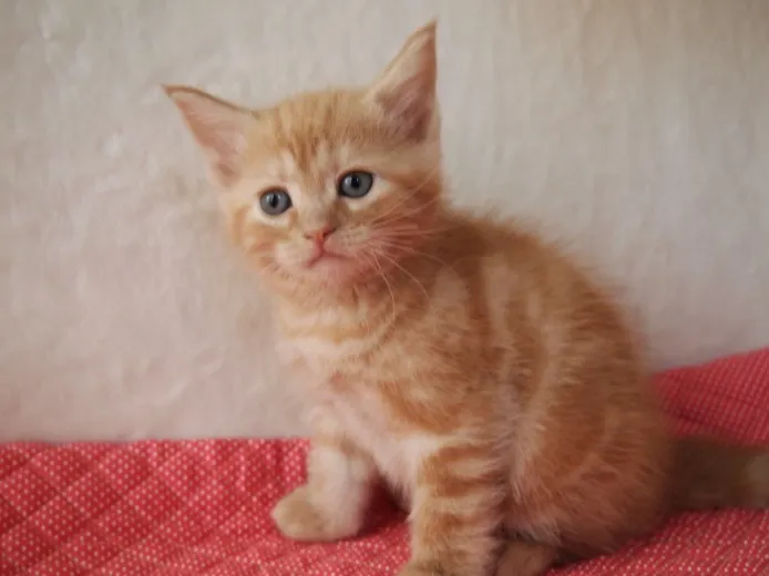 ID:1401-00016の子猫
