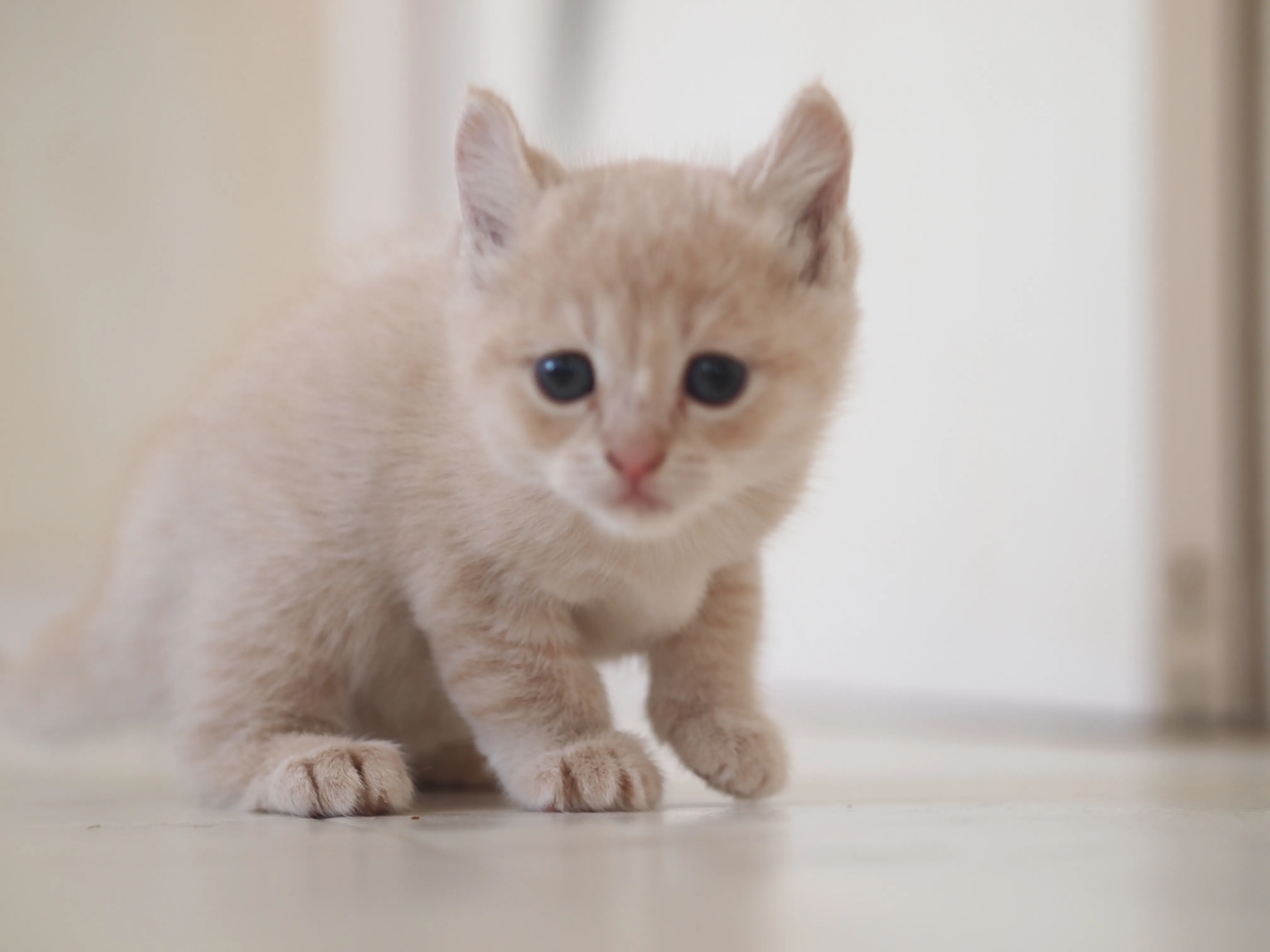 ID:1605-00520の子猫
