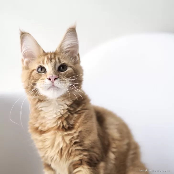 ID：2405-03143の子猫