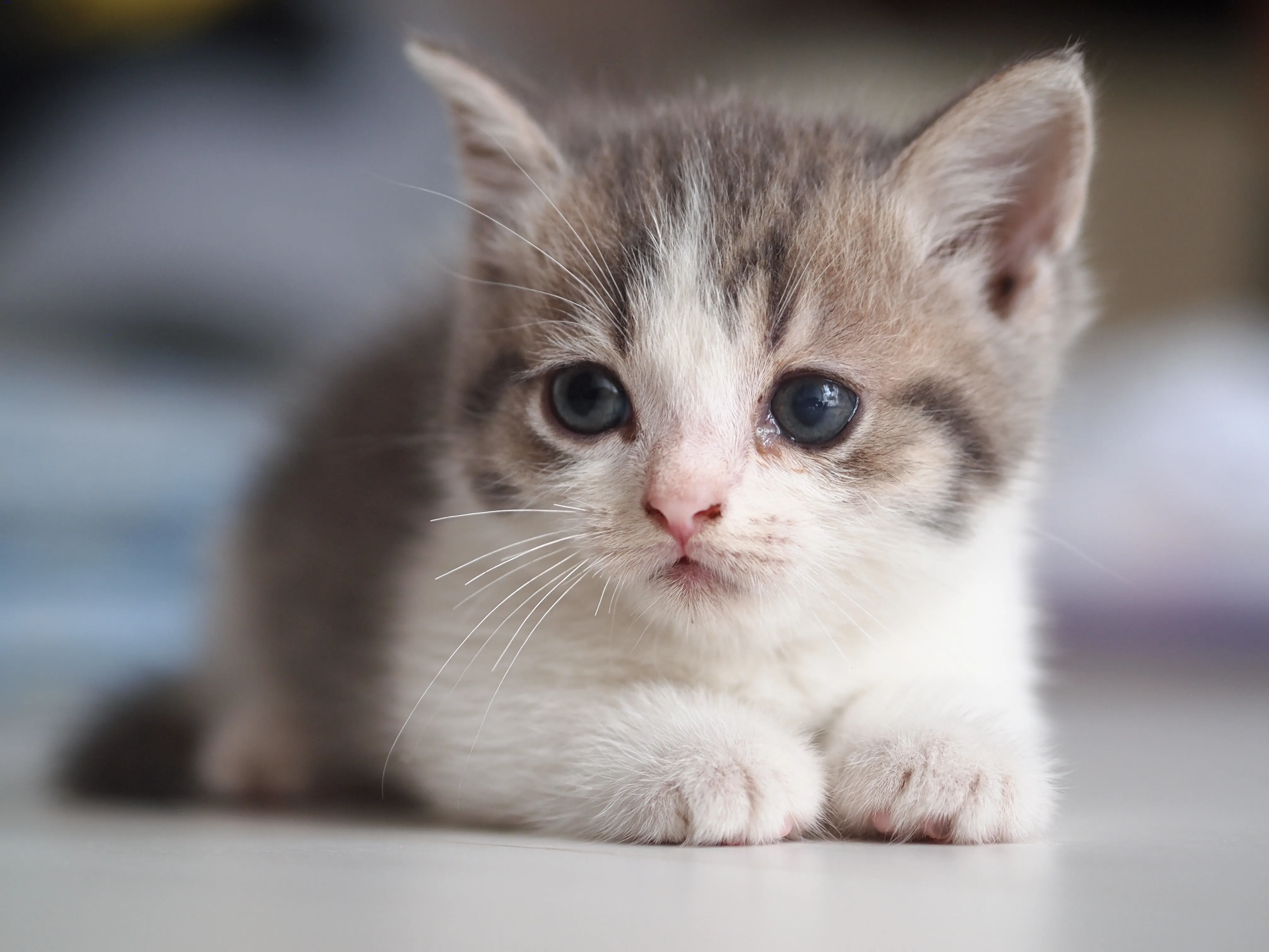 ID:1607-00781の子猫