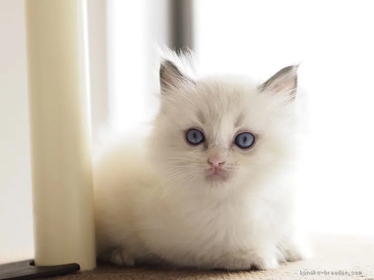 ID:2011-00132の子猫