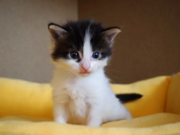 ID:1307-00270の子猫