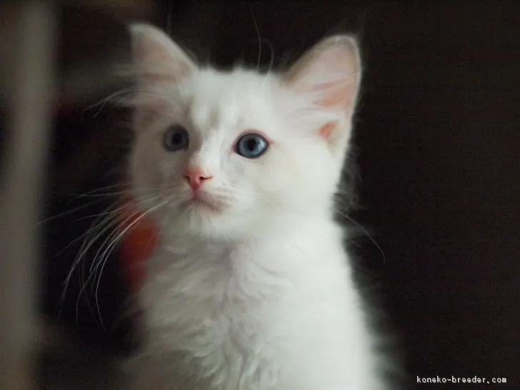 ゆゆ 様のお迎えした子猫