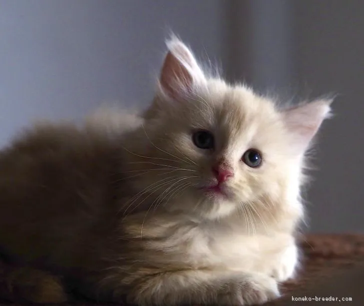 ID:2009-00769の子猫