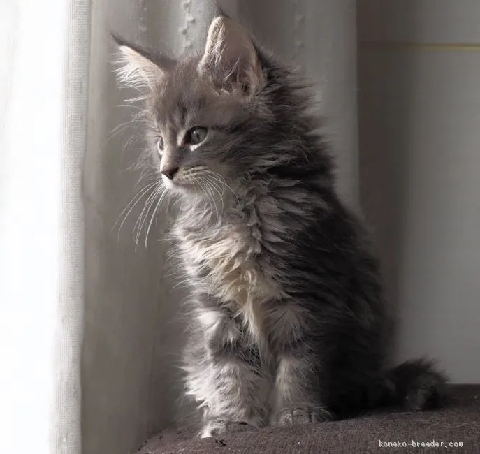 ID：1906-01713の子猫