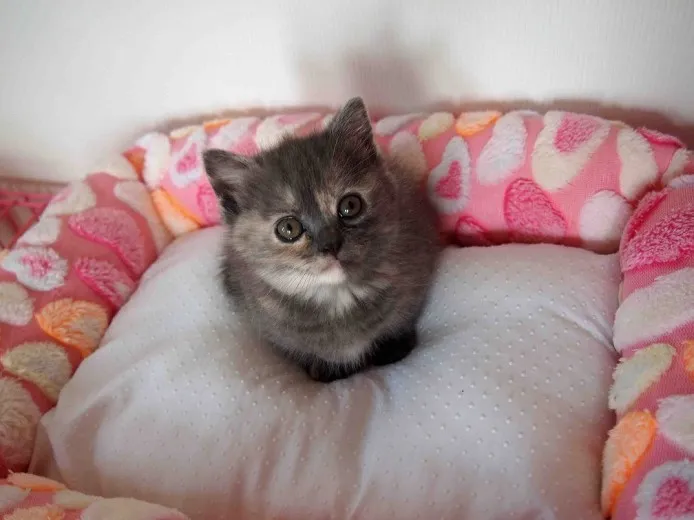 ID:1401-00187の子猫