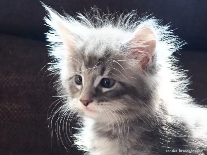 ID：1906-01297の子猫