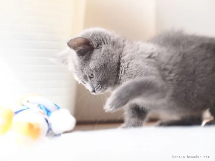 sugaken 様のお迎えした子猫