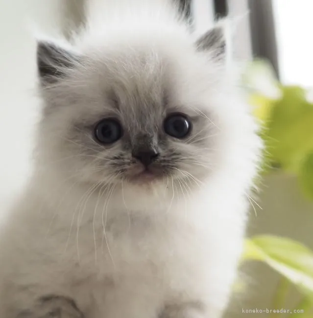 ID:2103-01553の子猫