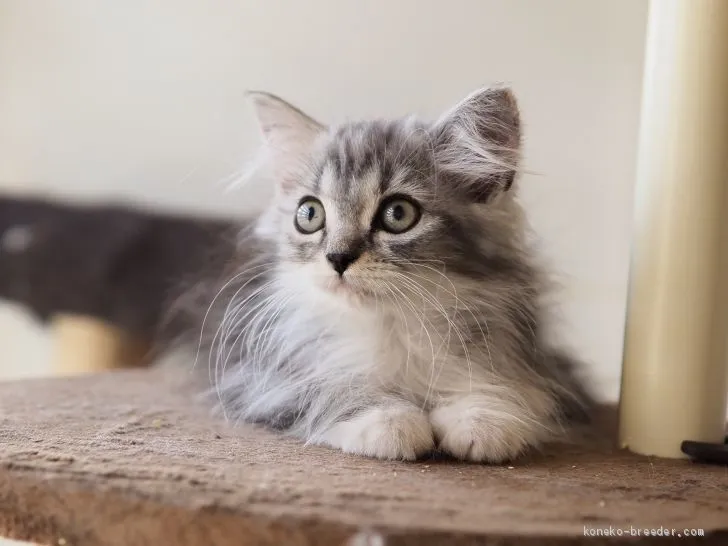 ID：2008-01059の子猫