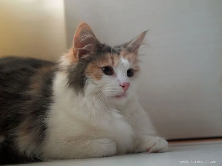 ID:1601-00193の子猫