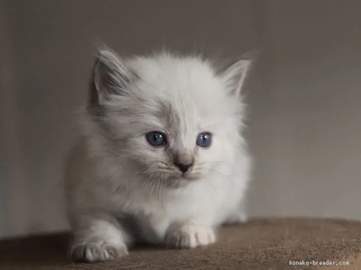 ID:2102-01076の子猫