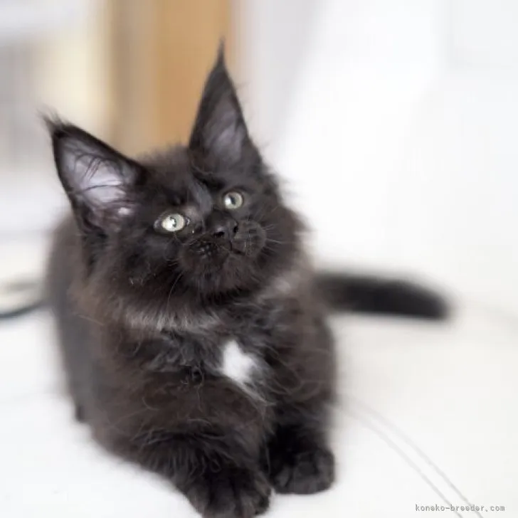 ID：2306-01893の子猫