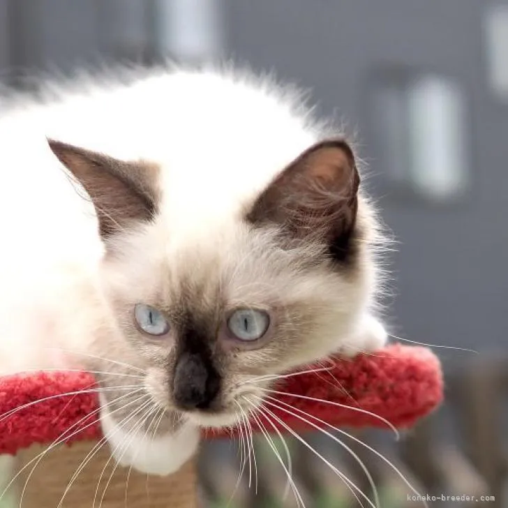 ID：2206-00987の子猫