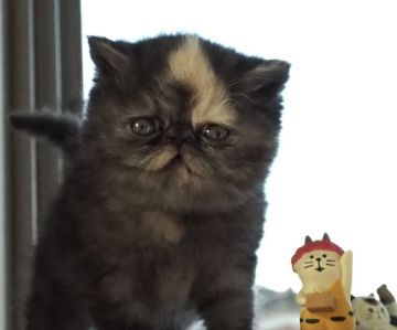 エキゾチックショートヘア【栃木県・女の子・2019年12月25日・トーティ（ショートヘアー）】の写真「まん丸な団子のようなむっちりちゃん」