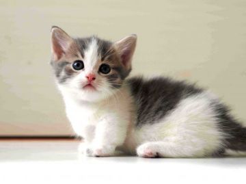 マンチカン【栃木県・男の子・2015年9月1日・ブルー&ホワイト（ショートヘアー）】の写真「とても綺麗な短足ちゃんです!(^^)!」