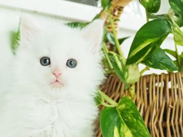 メインクーン【栃木県・男の子・2020年1月20日・ホワイト】の写真「パパ譲りのいけにゃん」