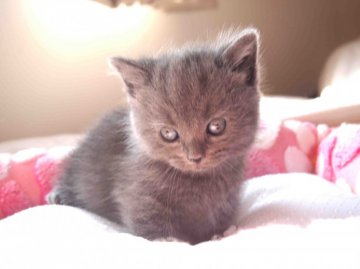 マンチカン【栃木県・男の子・2013年12月30日・ブルースモーク（ショートヘアー短足）】の写真「こっくりとしたブルーが個性的な男の子です♪」