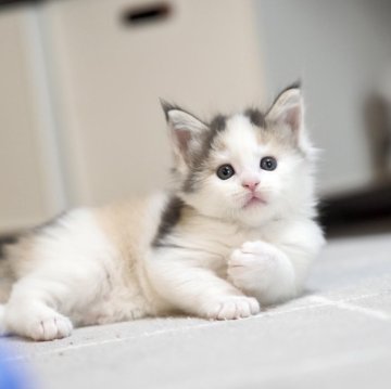 メインクーン【栃木県・男の子・2024年5月20日・ブルーパッチドタビー&ホワイト】の写真「パステル系三毛猫の男の子です。」