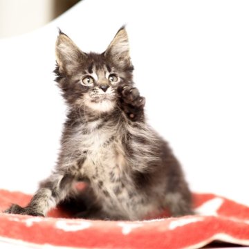 メインクーン【栃木県・女の子・2024年3月22日・ブラウンクラッシックタビー】の写真「ワイルドな女の子」