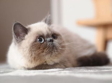 エキゾチックショートヘア【栃木県・男の子・2015年11月3日・ブルーポイント（ショートヘアー）】の写真「へちゃむくれ～～なベタベタさん」