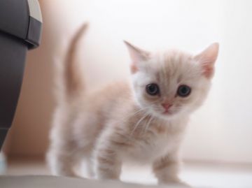 マンチカン【栃木県・女の子・2016年1月20日・カメオタビー（ショートヘアー）】の写真「ショートヘアーの短足ちゃんです」