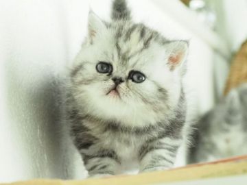 エキゾチックショートヘア【栃木県・女の子・2020年1月1日・シルバーパッチドタビー（ショートヘアー）】の写真「困ったお顔がたまりません」