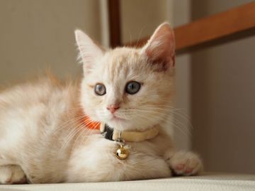 マンチカン【栃木県・男の子・2015年8月9日・カメオタビー（ショートヘアー）】の写真「真ん丸お顔の短足ちゃんです♪」