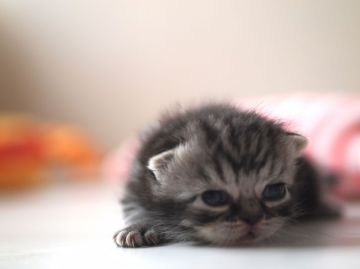 アメリカンショートヘア【栃木県・男の子・2016年1月28日・シルバータビー（ショートヘアー）】の写真「柄くっきりな大きな目の男の子」