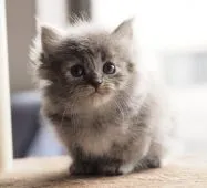 サイベリアン【栃木県・女の子・2021年1月23日・ブルーパッチドタビー】の写真1