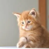 メインクーン【栃木県・男の子・2022年5月23日・レッドクラッシックタビー】の写真1