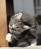 メインクーン【栃木県・女の子・2020年11月16日・ブルータビー&ホワイト】の写真2