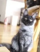 メインクーン【栃木県・女の子・2021年5月26日・ブラックスモーク】の写真2