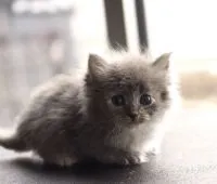 サイベリアン【栃木県・女の子・2021年1月23日・ブルーパッチドタビー】の写真3