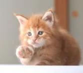 メインクーン【栃木県・男の子・2022年5月23日・レッドクラッシックタビー】の写真3