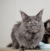 メインクーン【・男の子・2023年9月21日・ブルー】