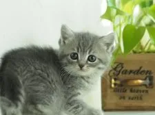 ミヌエット【栃木県・女の子・2019年11月25日・ブルーマッカレルタビー】の写真3