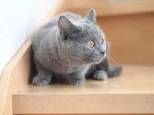 シャルトリュー【栃木県・女の子・2016年11月30日・ブルー】の写真4