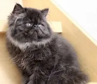 エキゾチックショートヘア【栃木県・男の子・2021年6月9日・ブラック】の写真4