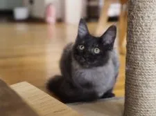 メインクーン【栃木県・女の子・2021年5月26日・ブラックスモーク】の写真4