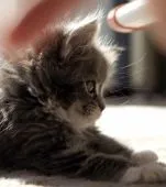 メインクーン【栃木県・女の子・2020年11月16日・ブルータビー&ホワイト】の写真4