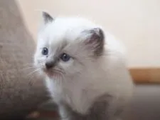 ラグドール【栃木県・女の子・2016年5月7日・ブルーポイントミテッド】の写真5