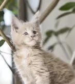 メインクーン【栃木県・女の子・2024年8月13日・クリームクラッシックタビー】の写真5