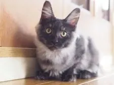 メインクーン【栃木県・女の子・2021年5月26日・ブラックスモーク】の写真5