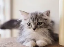 マンチカン(長足)【栃木県・女の子・2020年6月25日・シルバーパッチドタビー】の写真5